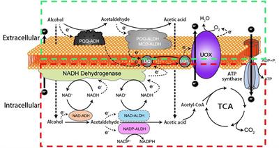 Oxidative Fermentation of Acetic Acid Bacteria and Its Products